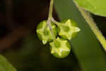 Black nightshade